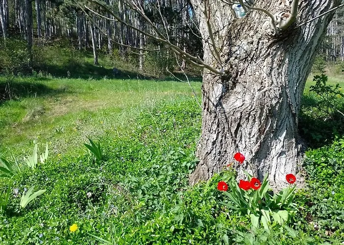 Litohlavy 17 - Na Samote U Lesa